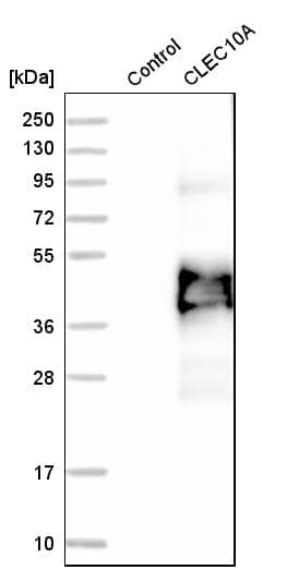 Analysis in control (vector only transfected HEK293T lysate) and CLEC10A over-expression lysate (Co-expressed with a C-terminal myc-DDK tag (~3.1 kDa) in mammalian HEK293T cells, LY405320).