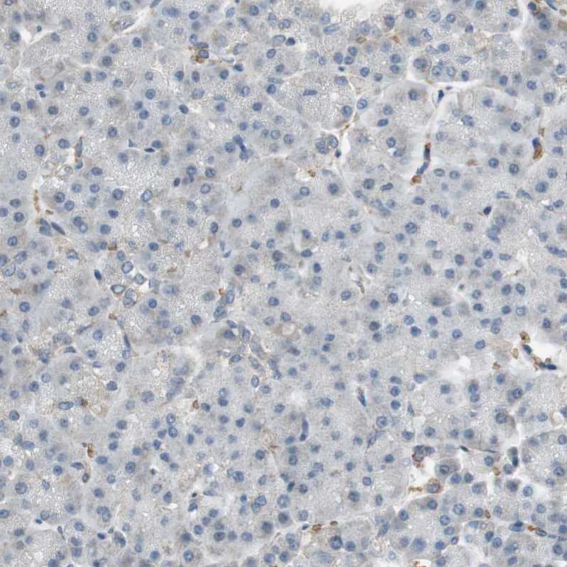 Staining of human pancreas shows no positivity in exocrine glandular cells as expected.