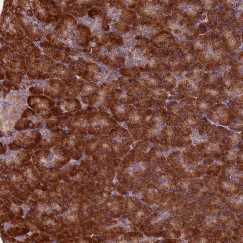 Staining of human pancreas shows strong cytoplasmic positivity in exocrine glandular cells.