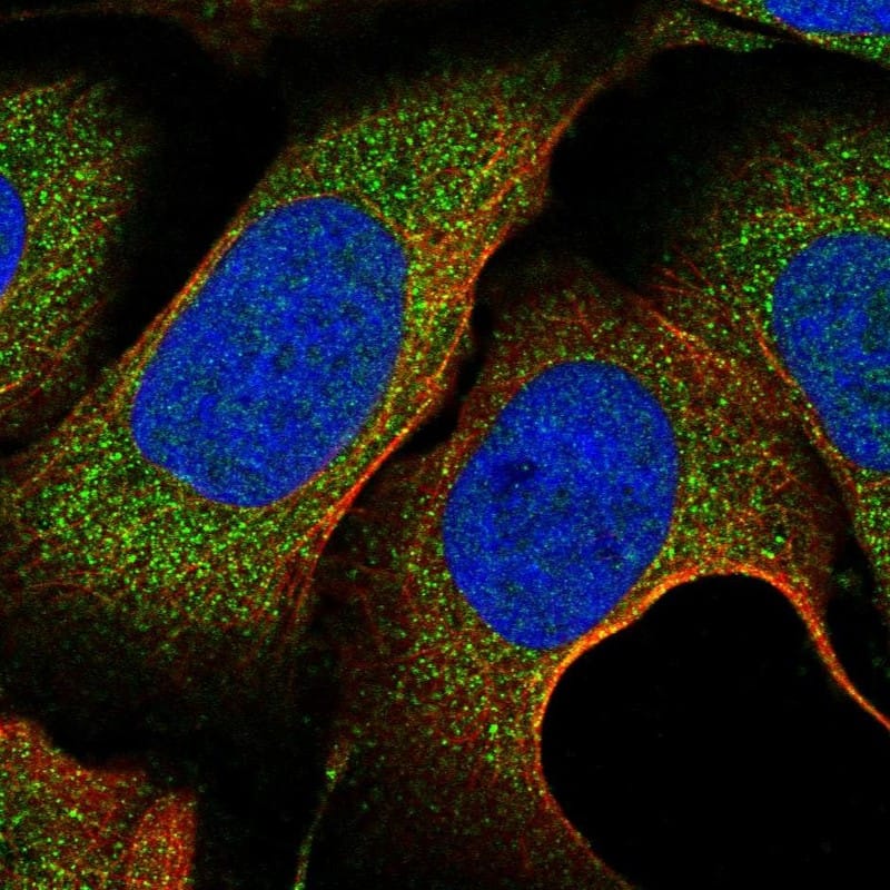 Immunocytochemistry/ Immunofluorescence NKAPD1 Antibody - BSA Free