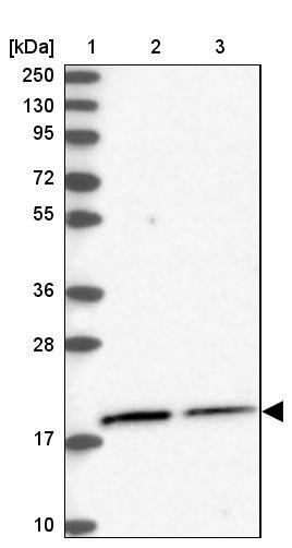 Western Blot NKAPD1 Antibody - BSA Free