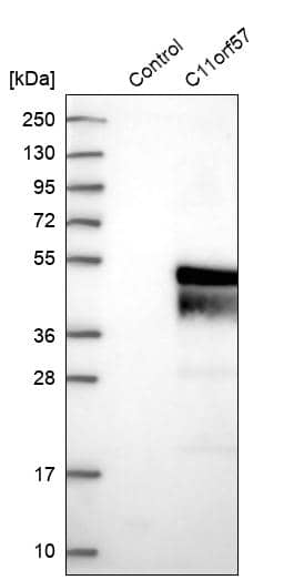 Western Blot NKAPD1 Antibody - BSA Free