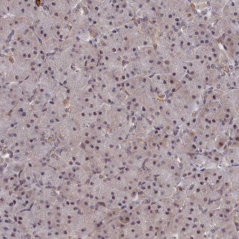 Staining of human pancreas shows weak nuclear positivity in exocrine glandular cells.