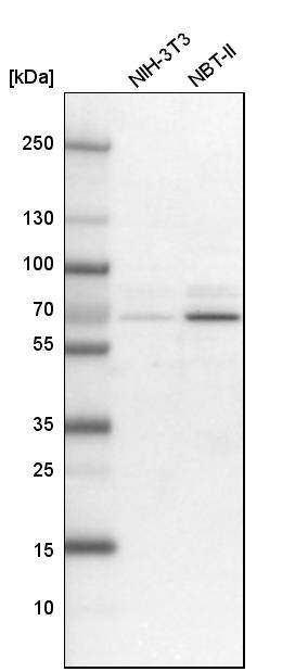 Western Blot GNL3L Antibody - BSA Free