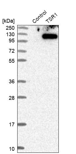 Western Blot TSR1 Antibody - BSA Free
