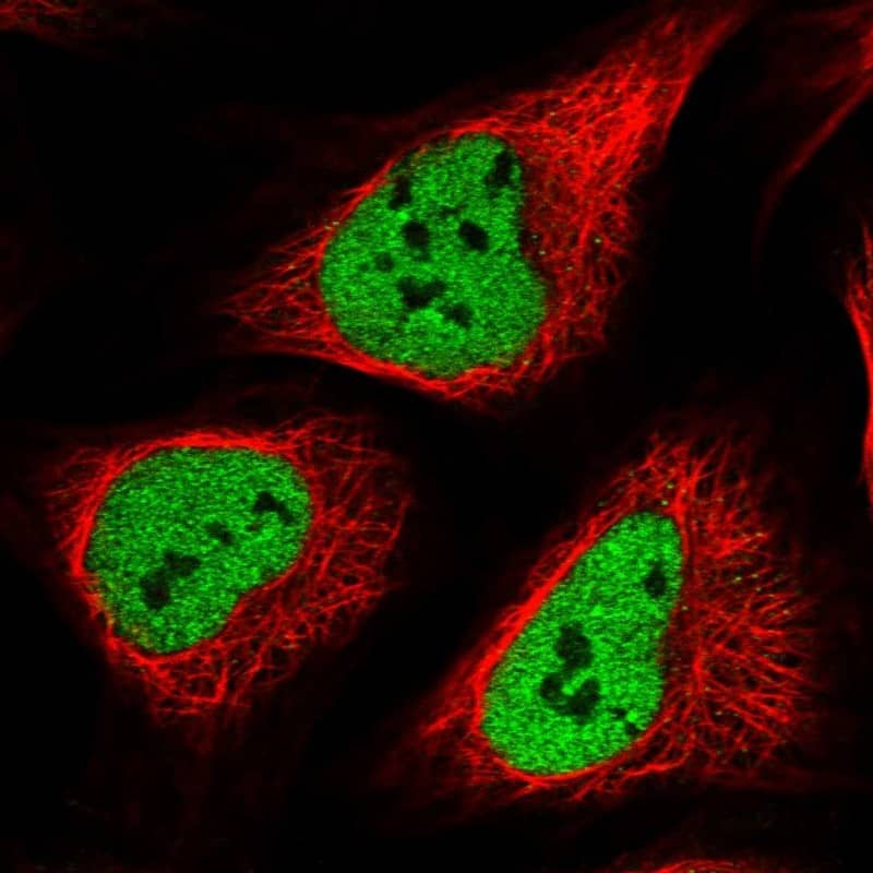 Staining of human cell line U-2 OS shows localization to nucleoplasm.