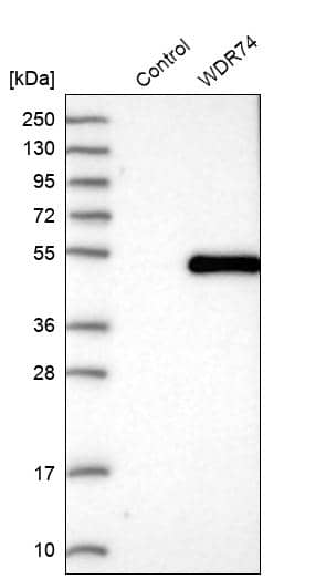 Analysis in control (vector only transfected HEK293T lysate) and WDR74 over-expression lysate (Co-expressed with a C-terminal myc-DDK tag (~3.1 kDa) in mammalian HEK293T cells, LY413318).