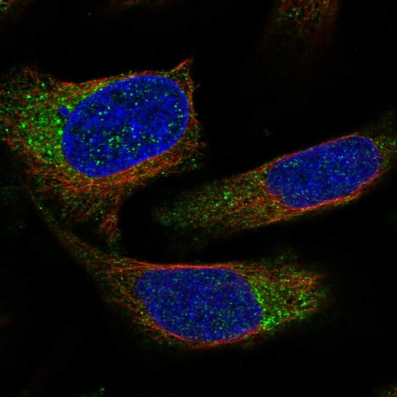 Immunocytochemistry/ Immunofluorescence NECAP2 Antibody - BSA Free