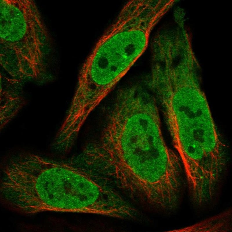 Staining of human cell line U-2 OS shows localization to nucleoplasm, nuclear bodies & cytosol.