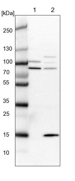 Western Blot SRBD1 Antibody - BSA Free