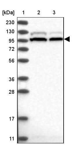 Western Blot SRBD1 Antibody - BSA Free