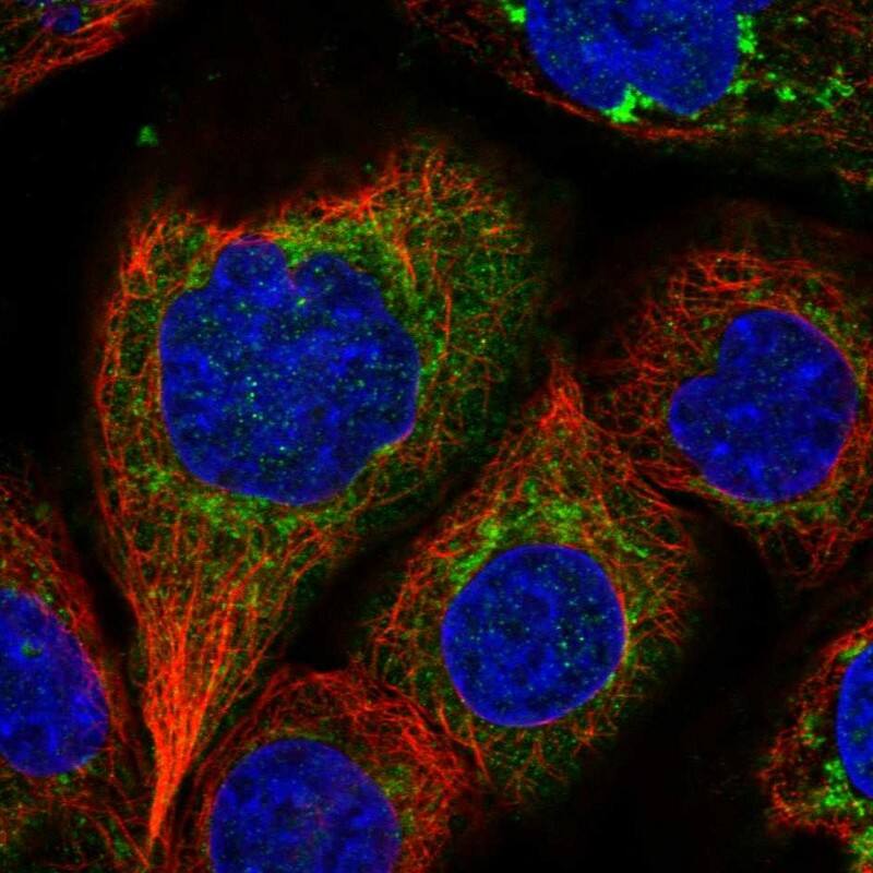 Staining of human cell line A-431 shows localization to mitochondria.