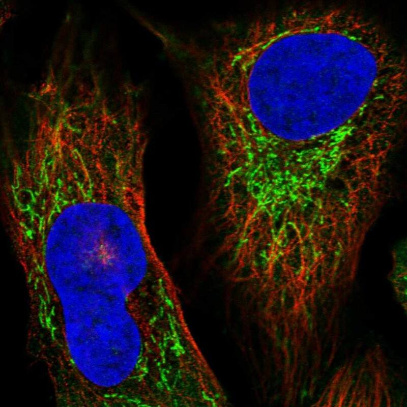 Staining of human cell line U-2 OS shows localization to mitochondria.