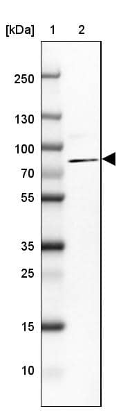 Lane 1: Marker [kDa] 250, 130, 100, 70, 55, 35, 25, 15, 10Lane 2: Human cell line CACO-2