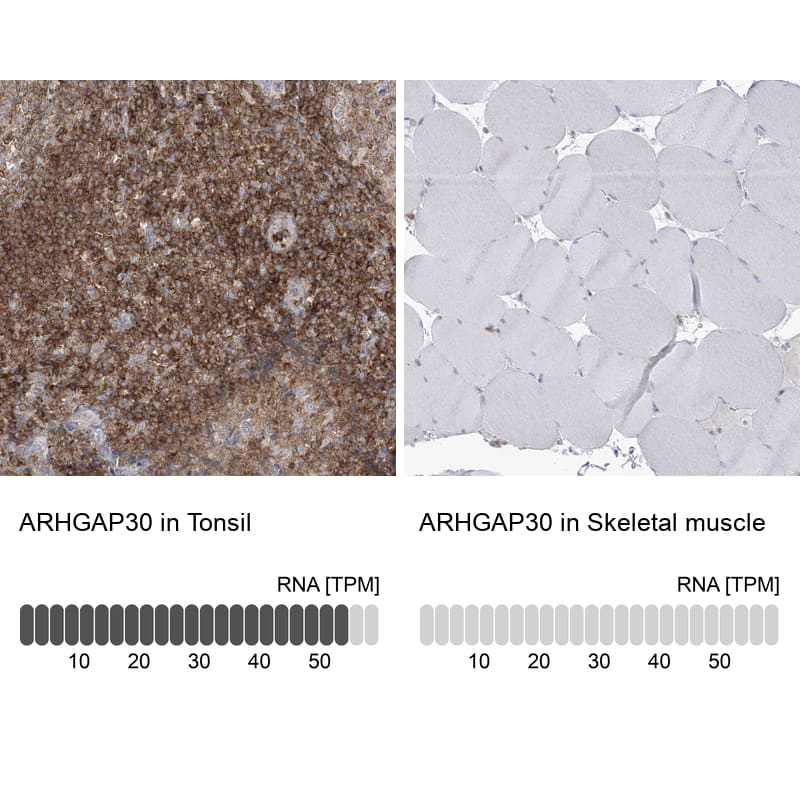 <b>Orthogonal Strategies Validation. </b>Analysis in human tonsil and skeletal muscle tissues using HPA036300 antibody. Corresponding ARHGAP30 RNA-seq data are presented for the same tissues.