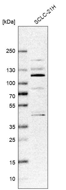 Western Blot ZNF598 Antibody - BSA Free