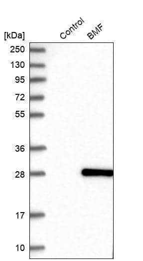 Analysis in control (vector only transfected HEK293T lysate) and BMF over-expression lysate (Co-expressed with a C-terminal myc-DDK tag (~3.1 kDa) in mammalian HEK293T cells, LY424040).