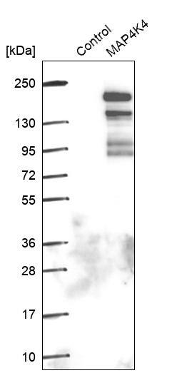 Analysis in control (vector only transfected HEK293T lysate) and MAP4K4 over-expression lysate (Co-expressed with a C-terminal myc-DDK tag (~3.1 kDa) in mammalian HEK293T cells, LY407892).