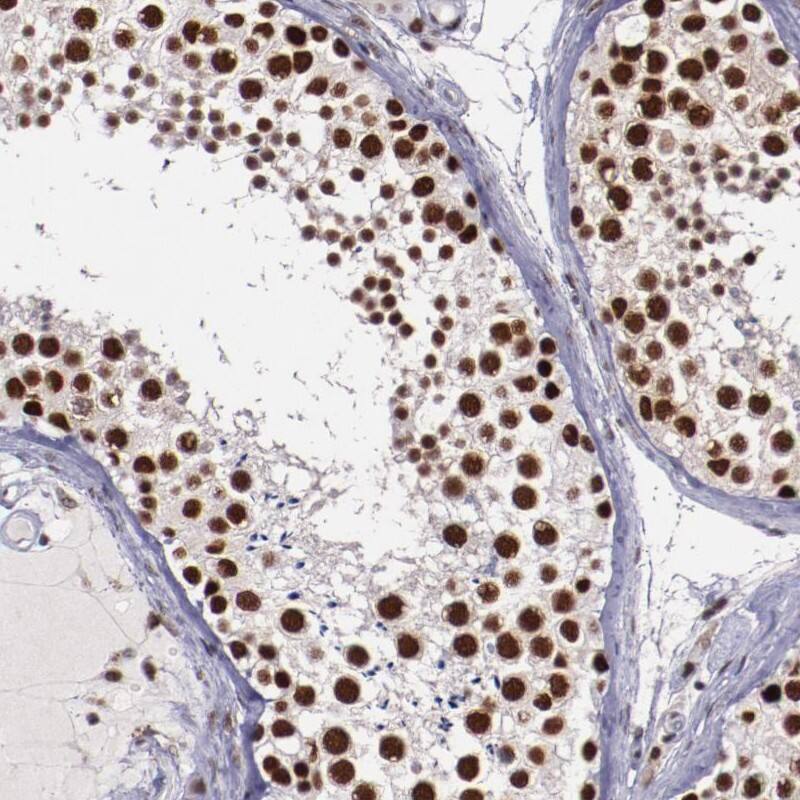 Staining of human testis shows strong nuclear positivity in cells of seminiferus ducts.