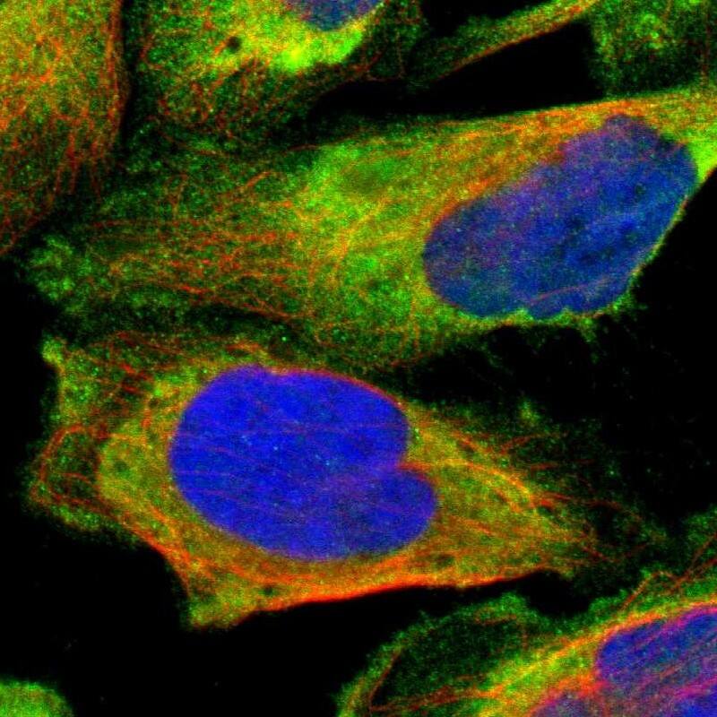 Immunocytochemistry/ Immunofluorescence LRRFIP1 Antibody - BSA Free