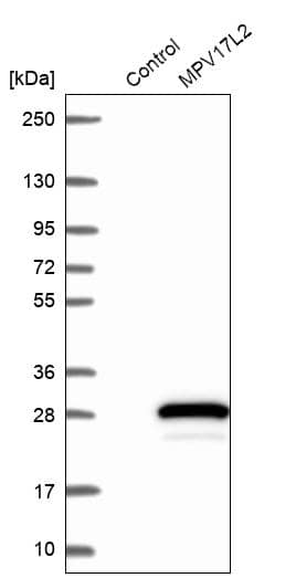 Analysis in control (vector only transfected HEK293T lysate) and MPV17L2 over-expression lysate (Co-expressed with a C-terminal myc-DDK tag (~3.1 kDa) in mammalian HEK293T cells, LY403192).