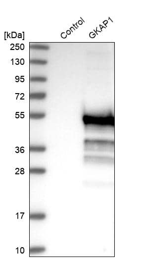 Analysis in control (vector only transfected HEK293T lysate) and GKAP1 over-expression lysate (Co-expressed with a C-terminal myc-DDK tag (~3.1 kDa) in mammalian HEK293T cells, LY410835).