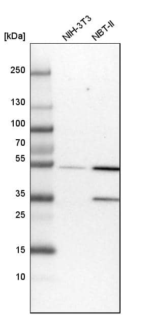 Analysis in mouse cell line NIH-3T3 and rat cell line NBT-II.