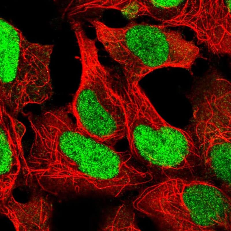 Staining of human cell line HEK 293 shows localization to nucleoplasm.