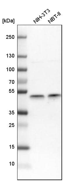 Analysis in mouse cell line NIH-3T3 and rat cell line NBT-II.