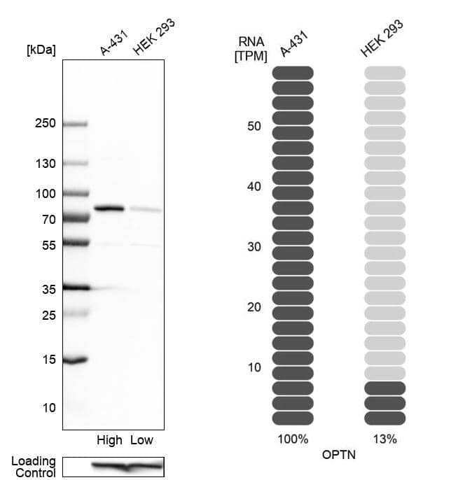 <b>Orthogonal Strategies Validation. </b>Analysis in human cell lines A-431 and HEK293 using Anti-OPTN antibody. Corresponding OPTN RNA-seq data are presented for the same cell lines. Loading control: Anti-GAPDH.