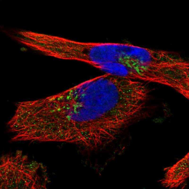 Immunocytochemistry/ Immunofluorescence YIPF4 Antibody - BSA Free