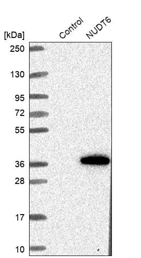 Analysis in control (vector only transfected HEK293T lysate) and NUDT6 over-expression lysate (Co-expressed with a C-terminal myc-DDK tag (~3.1 kDa) in mammalian HEK293T cells, LY402086).