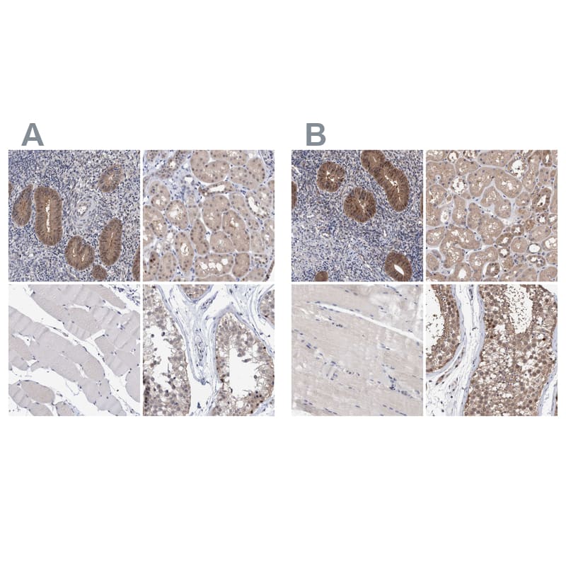Immunohistochemistry-Paraffin PURL Antibody - BSA Free