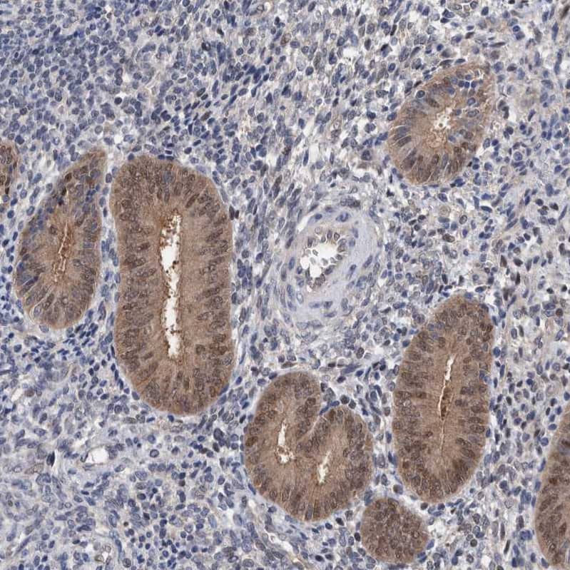 Immunohistochemistry-Paraffin PURL Antibody - BSA Free