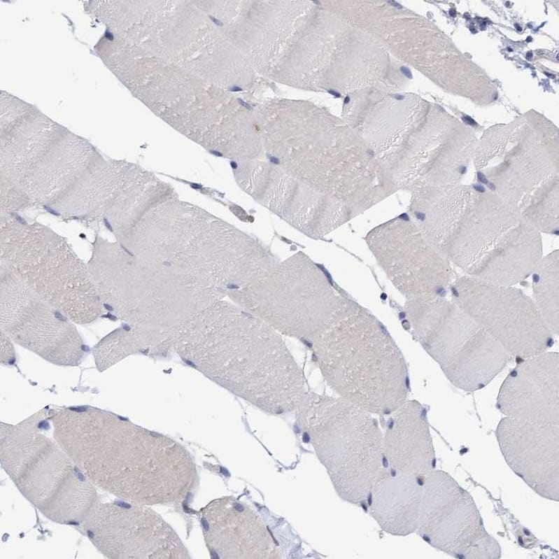 Immunohistochemistry-Paraffin PURL Antibody - BSA Free