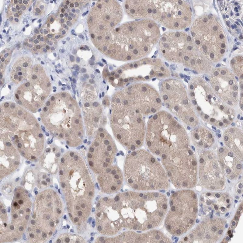 Immunohistochemistry-Paraffin PURL Antibody - BSA Free
