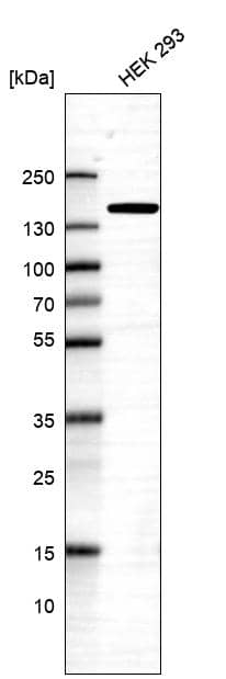 Western Blot PURL Antibody - BSA Free
