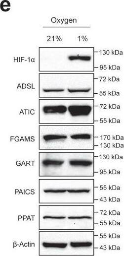 Western Blot PURL Antibody - BSA Free
