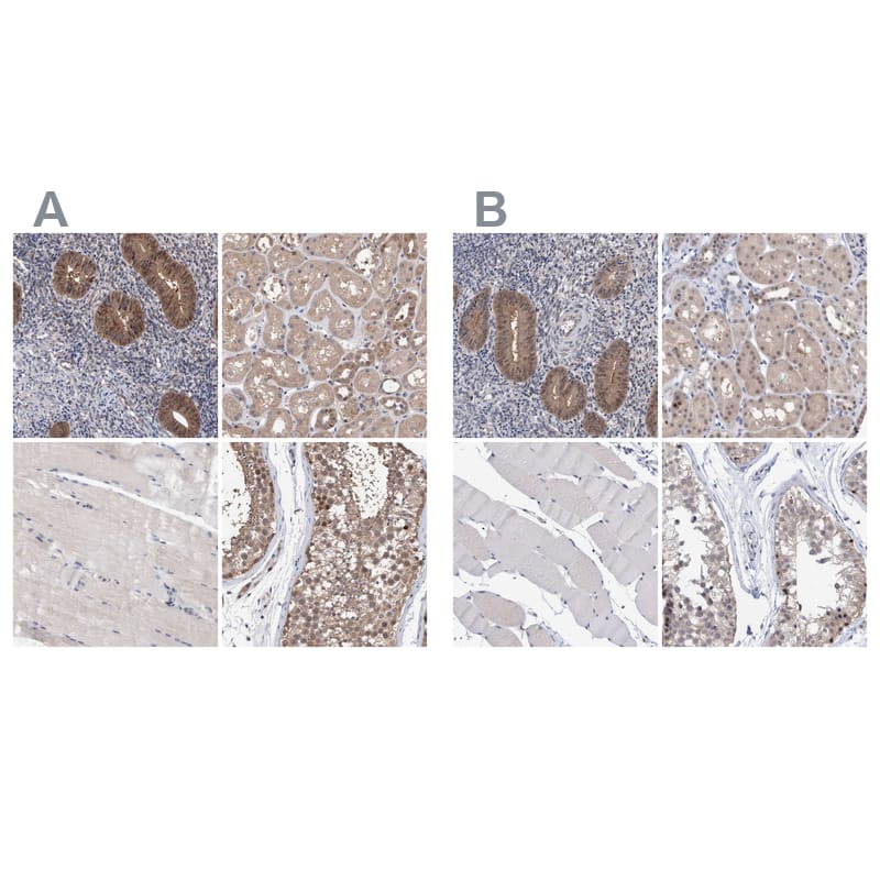Immunohistochemistry-Paraffin PURL Antibody - BSA Free
