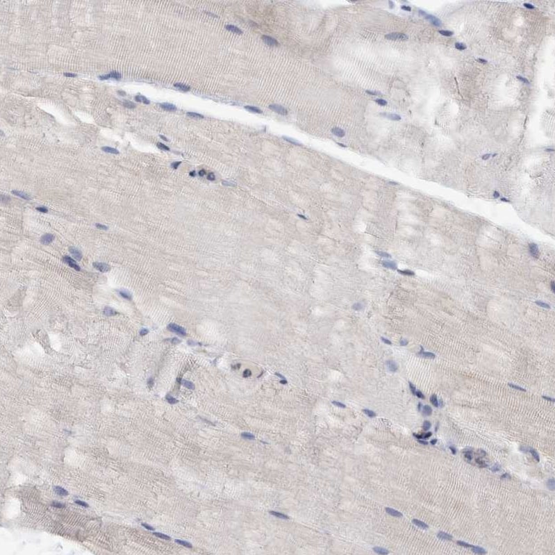 Immunohistochemistry-Paraffin PURL Antibody - BSA Free