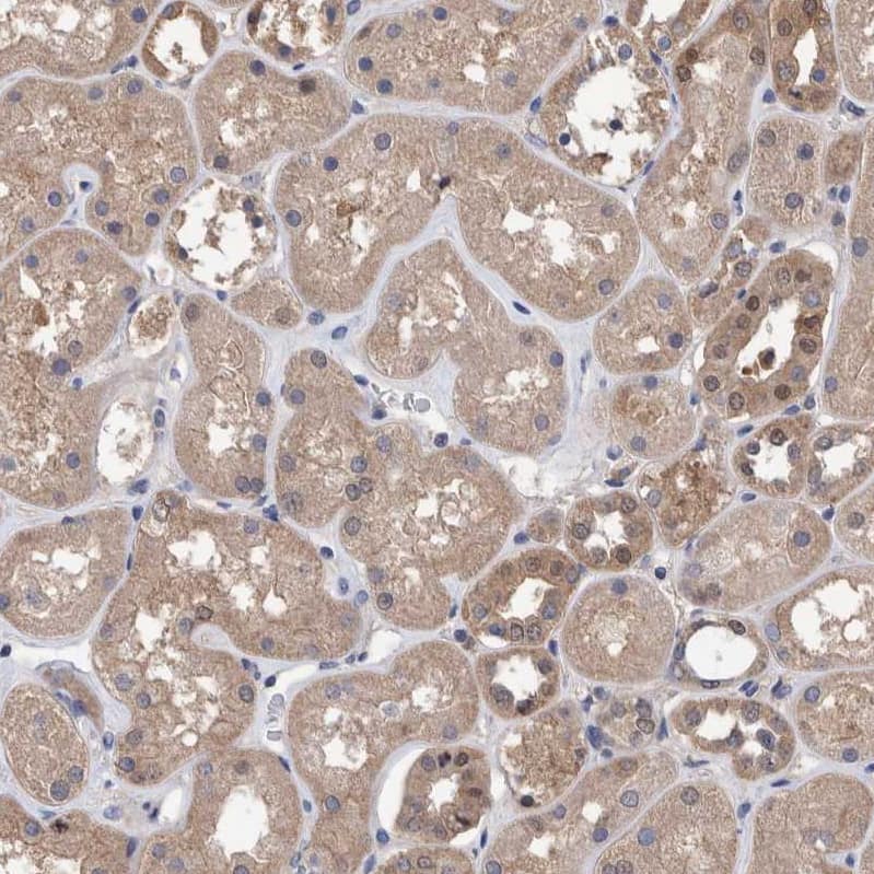 Immunohistochemistry-Paraffin PURL Antibody - BSA Free
