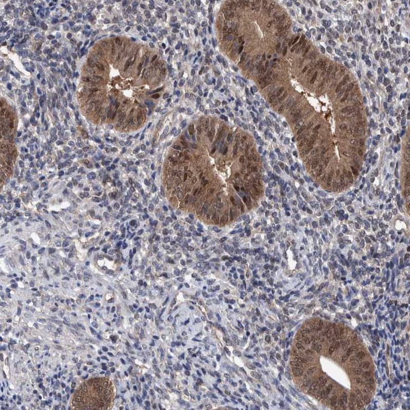 Immunohistochemistry-Paraffin PURL Antibody - BSA Free