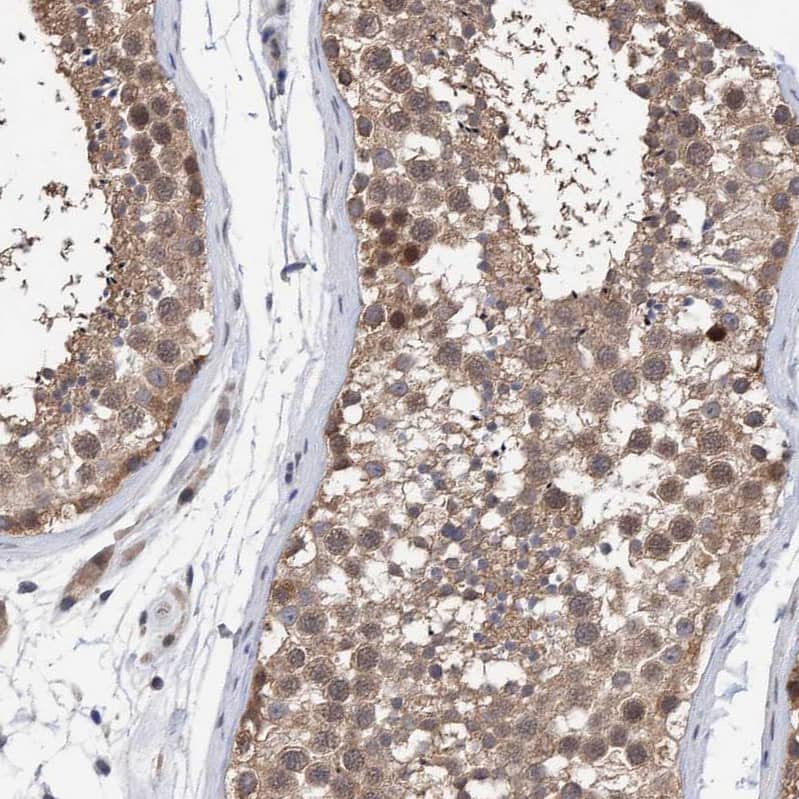 Immunohistochemistry-Paraffin PURL Antibody - BSA Free