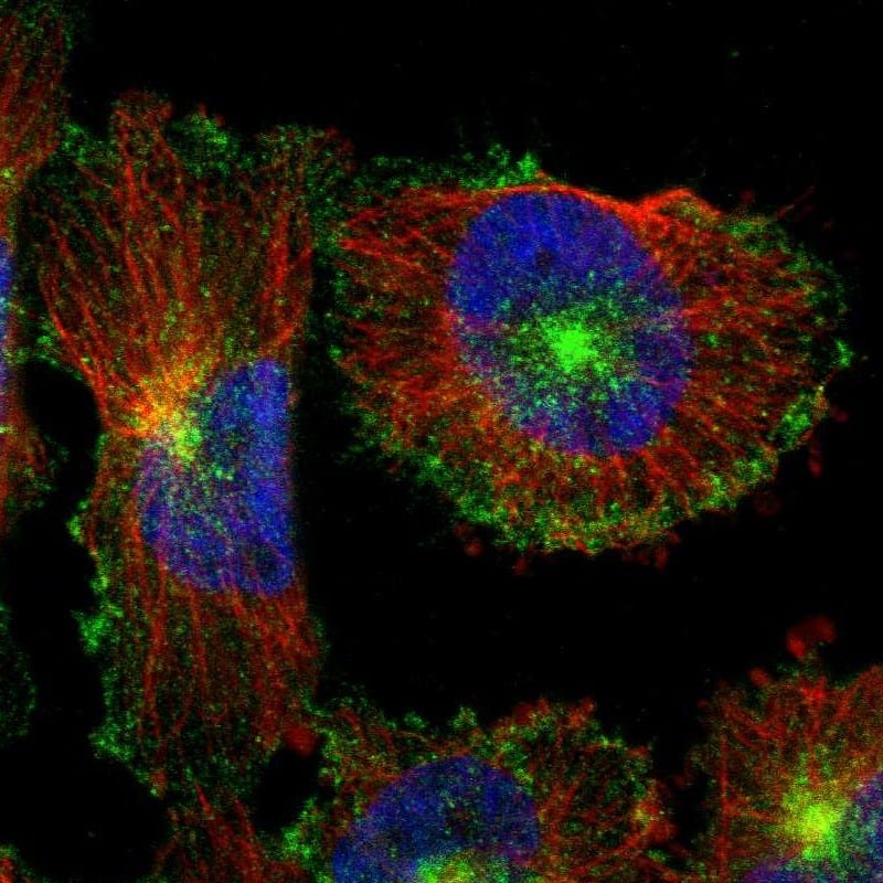 Staining of human cell line U-251 MG shows localization to plasma membrane & vesicles.