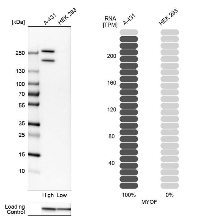 <b>Orthogonal Strategies Validation. </b>Analysis in human cell lines A-431 and HEK293 using Anti-MYOF antibody. Corresponding MYOF RNA-seq data are presented for the same cell lines. Loading control: Anti-GAPDH.
