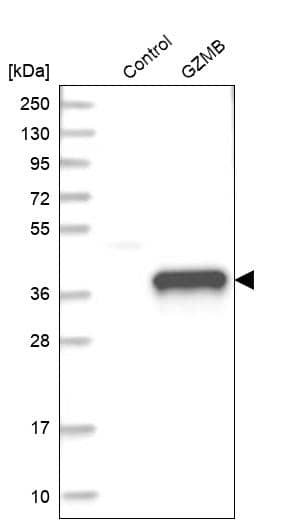 Western blot analysis in control (vector only transfected HEK293T lysate) and GZMB over-expression lysate (Co-expressed with a C-terminal myc-DDK tag (~3.1 kDa) in mammalian HEK293T cells, LY401332).