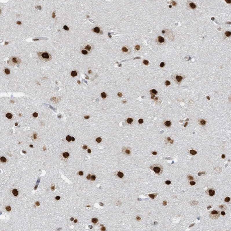 Immunohistochemistry-Paraffin KHSRP Antibody - BSA Free
