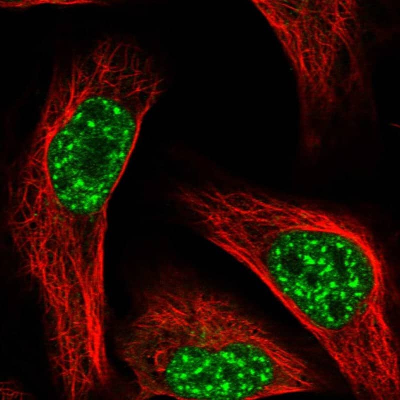 Immunocytochemistry/ Immunofluorescence FBXL4 Antibody - BSA Free
