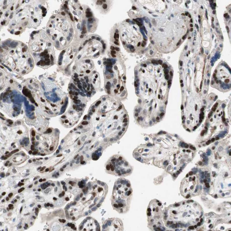 Staining of human placenta shows strong nuclear positivity in trophoblastic cells.