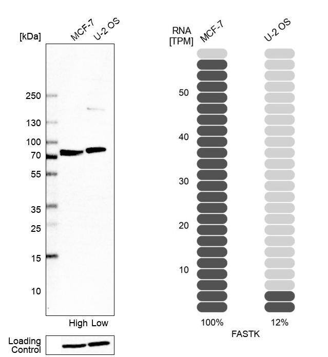 Analysis in human cell line MCF-7 and human cell line U-2 OS.